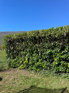 Photo de galerie - Rabattage en largeur d’une haie de lauriers