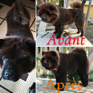 Photo de galerie - Avant/après du toilettage du beau Rio, pendant sa garde.