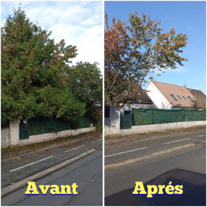 Photo de galerie - Elagage et coupe d'arbres