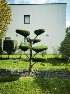 Photo de galerie - Réalisation art topiaire