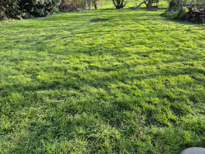 Photo de galerie - Tonte de pelouse - Débroussaillage