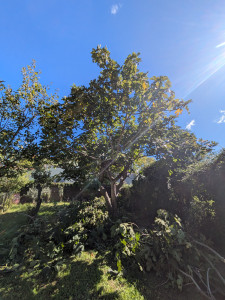 Photo de galerie - Après la taille du figuier 