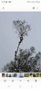 Photo de galerie - élagage d'arbre 