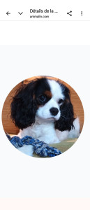 Photo de galerie - Garde chien 