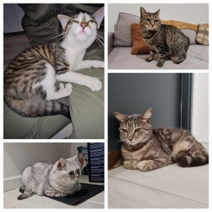 Photo de galerie - Zarbi, Candy, Tina et Tsuki