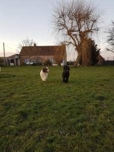 Photo de galerie - Garde chien