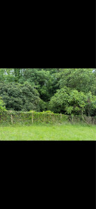 Photo de galerie - Taille de haies