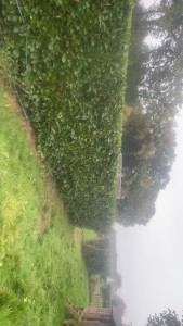 Photo de galerie - Taille de laurier 