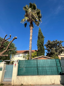 Photo de galerie - Elagage et coupe d'arbres