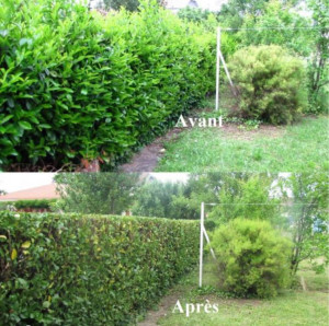 Photo de galerie - Taille de haies et d'arbustes