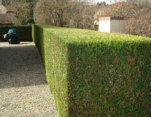 Photo de galerie - Haies