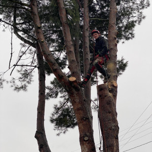 Photo de galerie - Abattage par démontage d'un pin au dessus d'une maison 