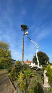 Photo de galerie - Elagage et coupe d'arbres
