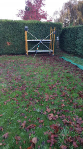 Photo de galerie - Taille de haie