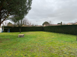 Photo de galerie - Taille de haie de cyprès 