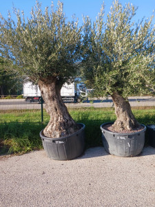 Photo de galerie - ? Je récupère vos arbres en pépinière ou jardinerie et je vous les livre à domicile.
Je peux également assurer la plantation directement chez vous.