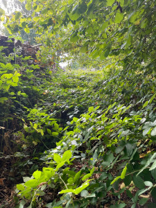 Photo de galerie - Jardin envahis de ronce photo avant 2 heures de débroussaillage, nettoyage 