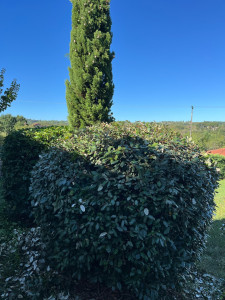 Photo de galerie - Taille de haies et d'arbustes