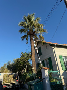 Photo de galerie - Elagage et coupe d'arbres