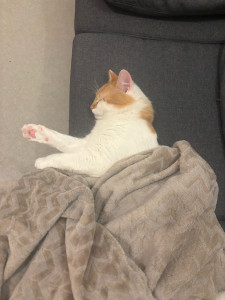 Photo de galerie - Garde chat