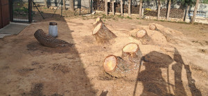 Photo de galerie - Elagage et coupe d'arbres