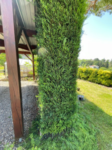 Photo de galerie - Haie 