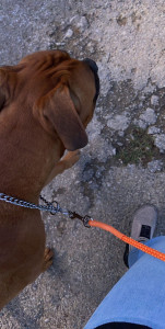 Photo de galerie - Garde chien