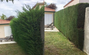 Photo de galerie - Taille d’une haie avant après