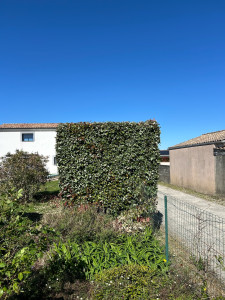 Photo de galerie - Taille de haie 