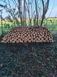 Photo de galerie - Elagage des arbres