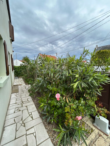 Photo de galerie - Taille d'une haie laurier (après)