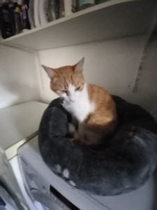 Photo de galerie - Garde chat