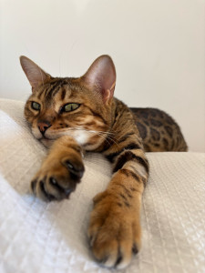 Photo de galerie - Garde chat