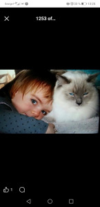 Photo de galerie - Abysse, rag doll câlin et Doux 