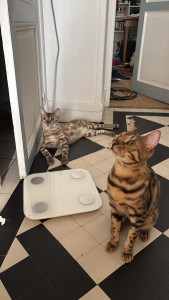 Photo de galerie - 2 petits monstre que j’ai l’habitude de garder ?