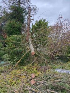 Photo de galerie - Abattage d'un sapin