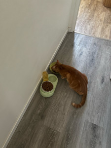 Photo de galerie - Visites de chats à son domicile 