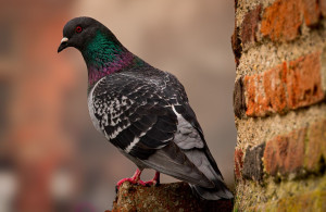 Photo de galerie - L'ami du samedi 