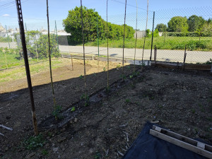 Photo de galerie - Entretien jardinage potager