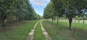 Photo de galerie - Elagage et coupe d'arbres
