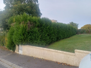 Photo de galerie - Haie thuya 