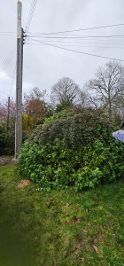 Photo de galerie - Taille de haies et d'arbustes