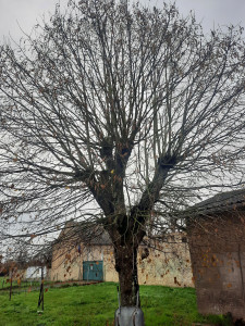 Photo de galerie - Elagage et coupe d'arbres