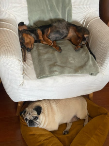 Photo de galerie - Garde animaux