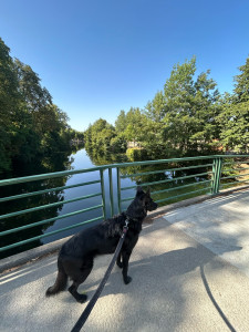 Photo de galerie - Je suis disponible pour m’occuper de votre chien pendant votre absence, visite à domicile, promenade 