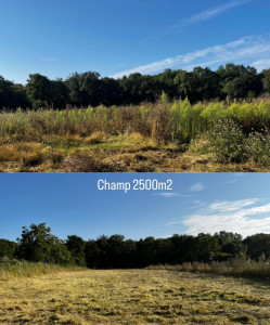 Photo de galerie - Tonte de pelouse - Débroussaillage