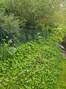 Photo de galerie - Tonte de pelouse - Débroussaillage