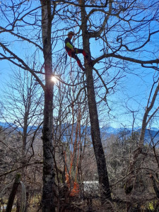Photo de galerie - Elagage et coupe d'arbres