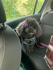 Photo de galerie - Je fais également des piqûres d’insuline à Charline car il a également besoin de soins 