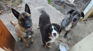 Photo de galerie - Garde chien